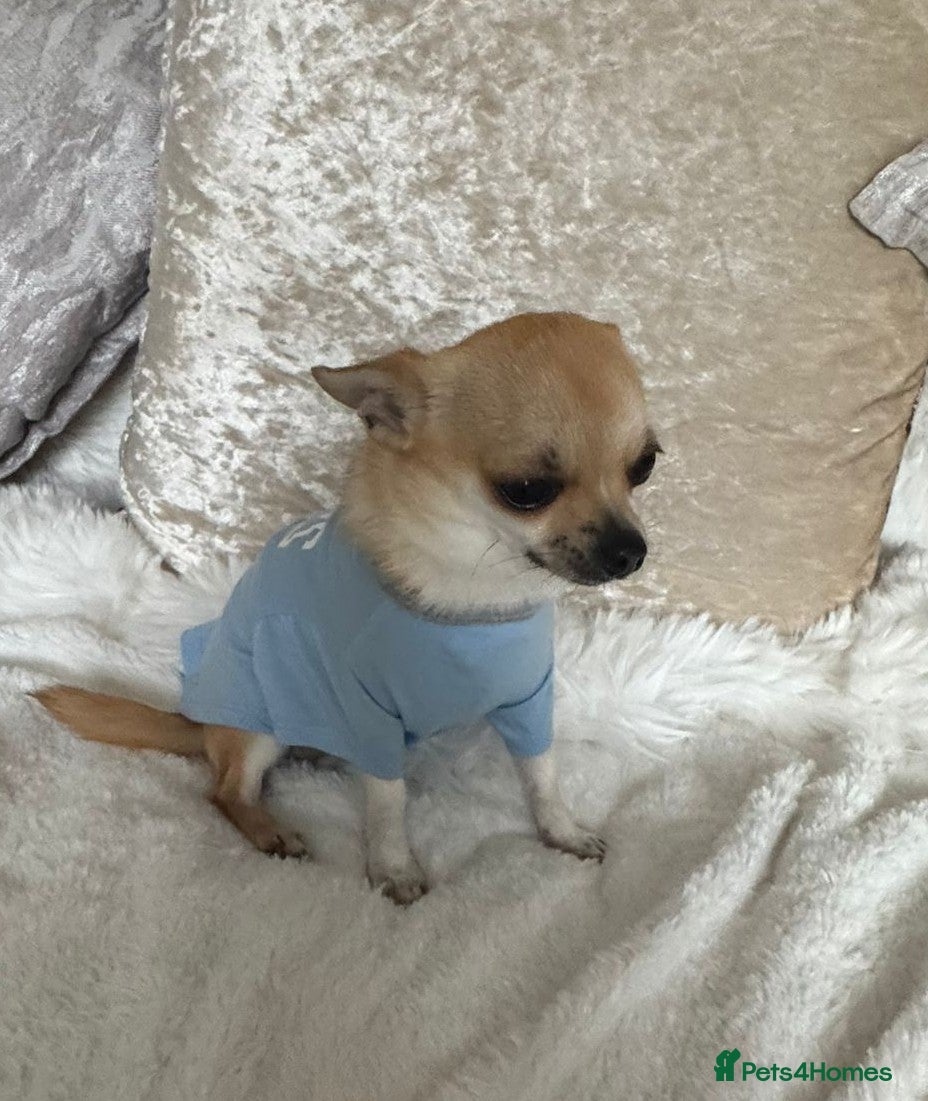 Chihuahua dogs for stud: Liitle Boy For Stud - Advert 1