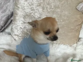Chihuahua dogs for stud: Liitle Boy For Stud - Advert 2