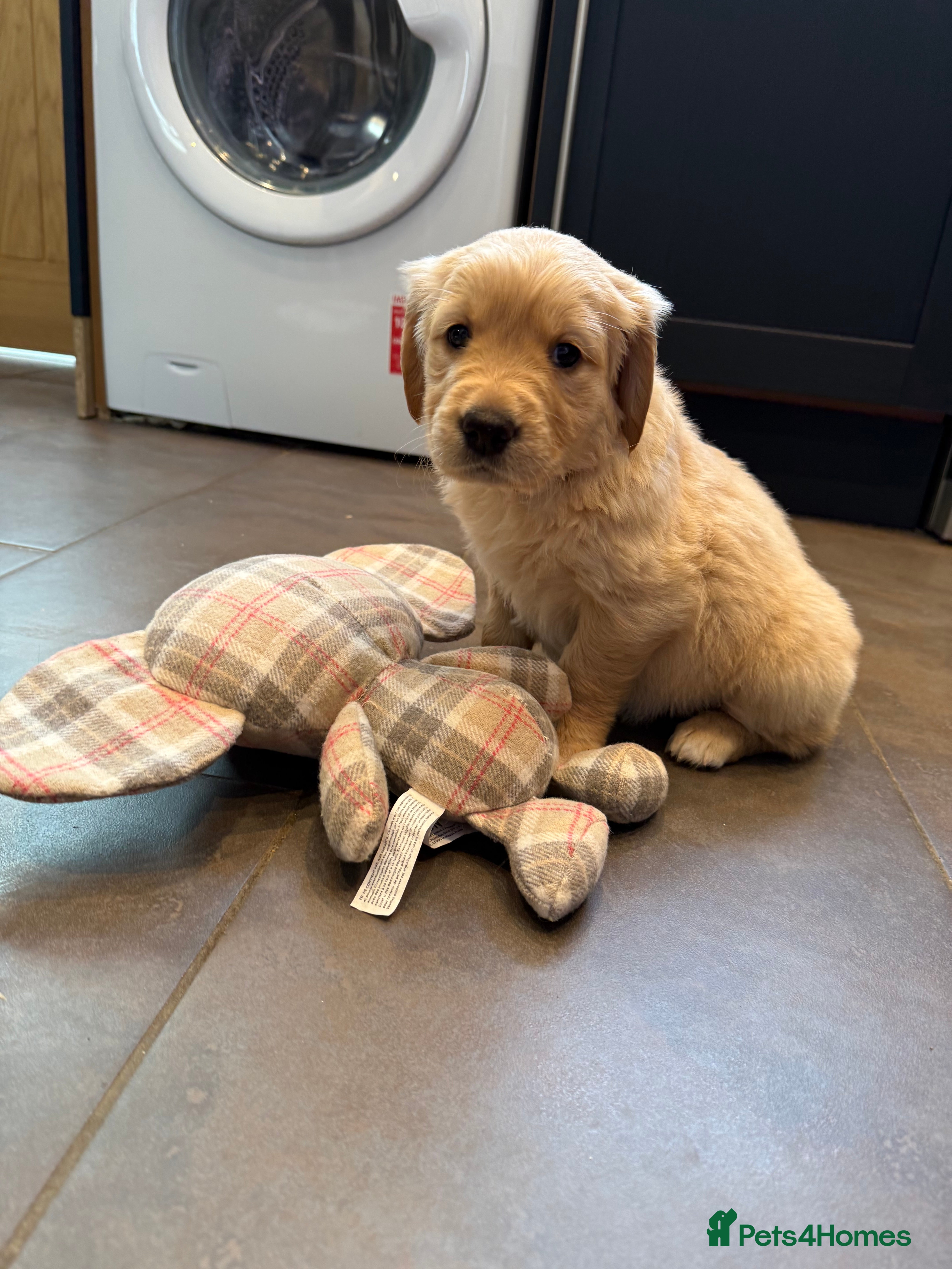 Golden Retriever dogs Kennel Club Registered Golden Retriever Puppies  - Advert 3
