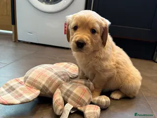 Golden Retriever dogs Kennel Club Registered Golden Retriever Puppies - Advert 3