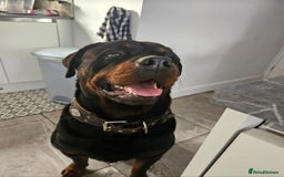 Rottweiler dogs for sale: Chunky Rottweiler Puppies DUE SOON  - Image 4