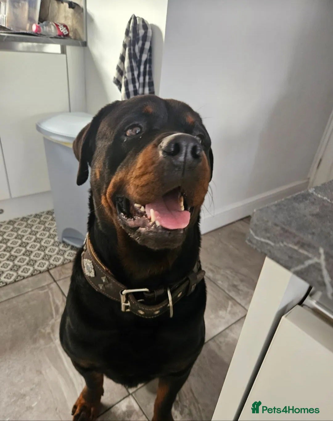 Rottweiler dogs for sale: Chunky Rottweiler Puppies DUE SOON  - Image 4