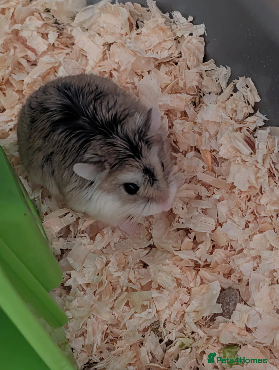Hamster rodents for sale:  HOME dwarf baby hamsters 2x  - Advert 1