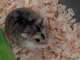 Hamster rodents HOME dwarf baby hamsters 2x - Advert 3