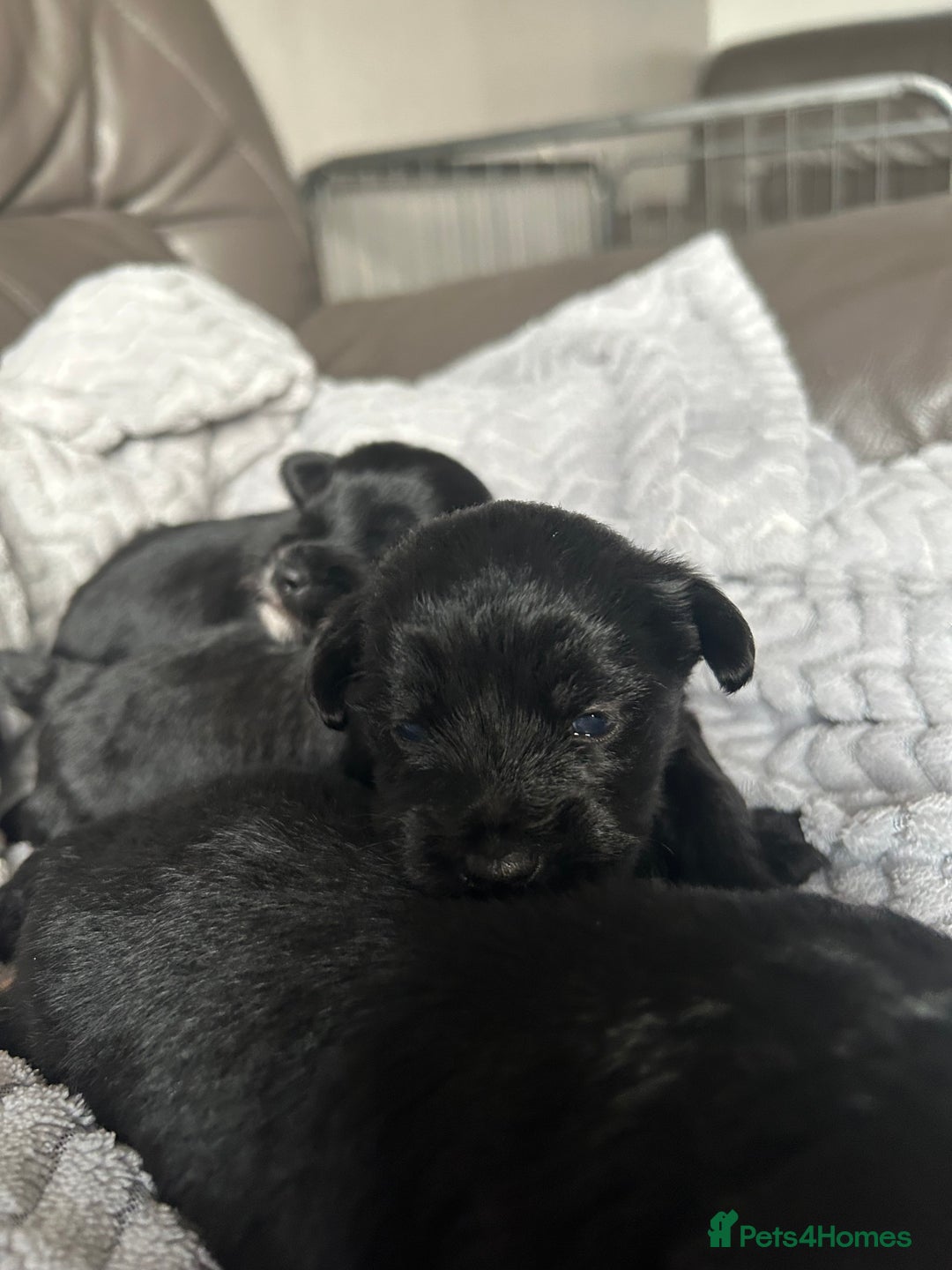 Mixed Breed dogs for sale: Maltipoo X Puppies For Sale 🐶🐾 - Image 9