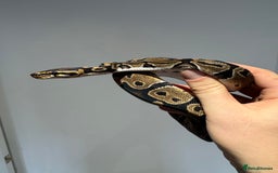 Python Snake reptiles for sale: Various Royal/ Ball pythons - Image 6