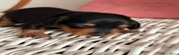 Miniature Dachshund dogs for sale: Our mini dachshund litter has arrived in Cheltenham - Advert 6