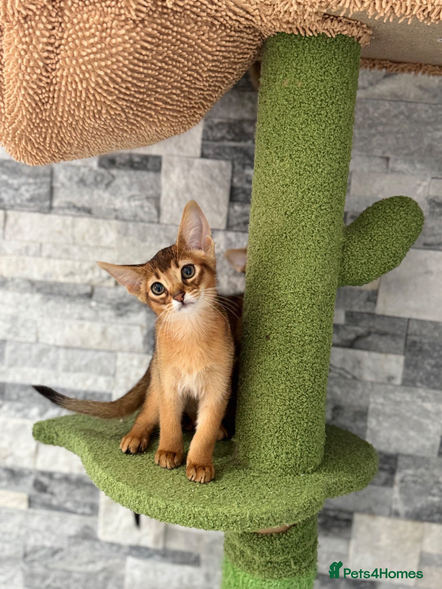 Abyssinian cats Ready for new home pedigree abbysinian kittens!!! - Advert 1