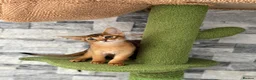 Abyssinian cats for sale: Last 2 boys ready to go!!! - Advert 1