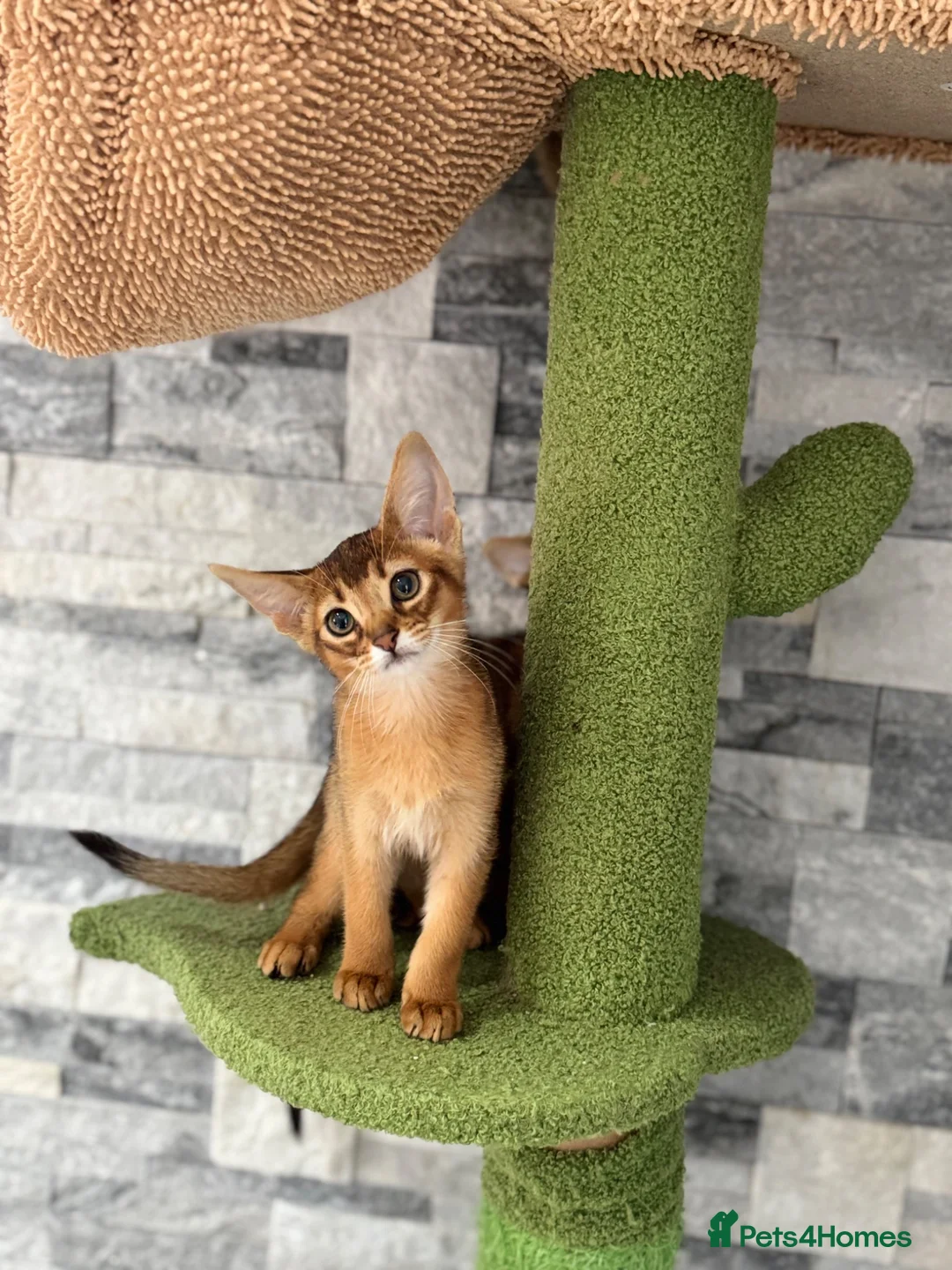Abyssinian cats for sale: Last 2 boys ready to go!!! - Advert 1