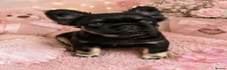 French Bulldog dogs for sale: French Bulldog puppies - Advert 6
