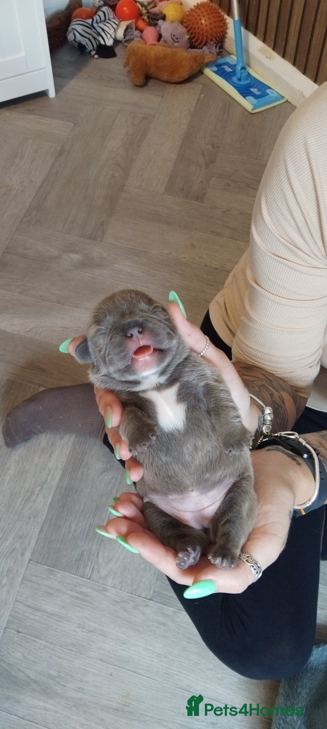 French Bulldog dogs for sale: French bulldog FLUFFY pups - Image 21