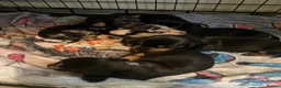 Dachshund dogs for sale: Beautiful sliver merle & Black and Tan dachshunds - Advert 17