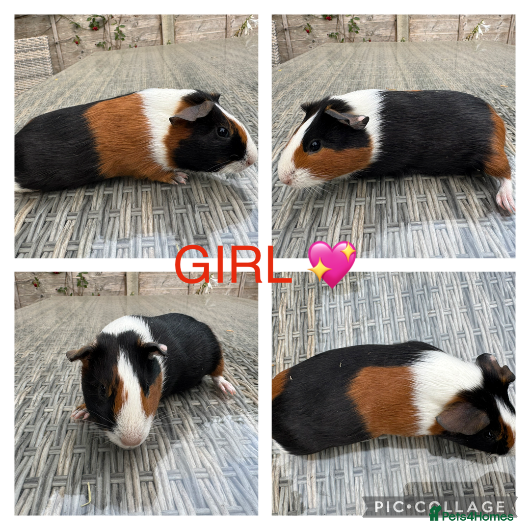 Guinea Pig rodents for sale: Purebred Teddy,Funky+smooth piggy’s (Boys+Girls) - Image 16