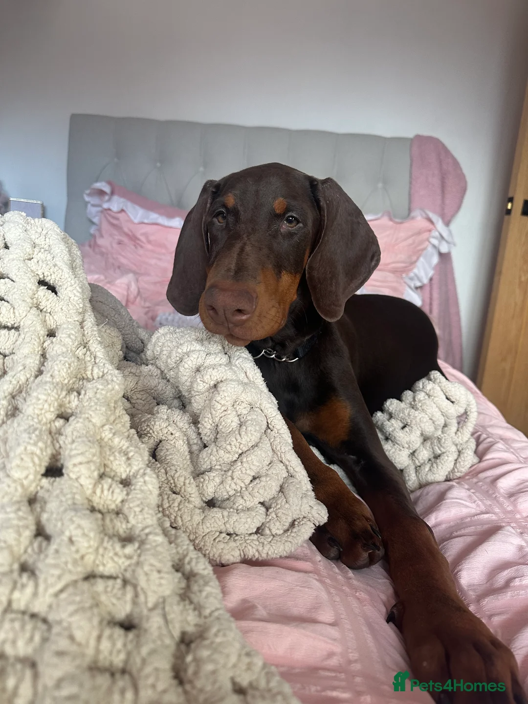Dobermann dogs for sale: KC Doberman Female (7 months old) - Advert 4