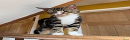 Bengal cats for sale: Benson  - Advert 8