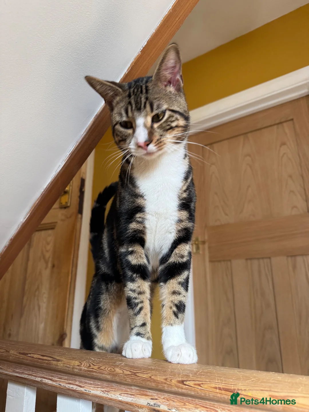 Bengal cats for sale: Benson  - Advert 8