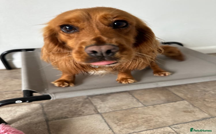 Cocker Spaniel dogs - Advert 5