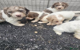 Cockapoo dogs for sale: Cockapoo puppies 🐶  - Image 18