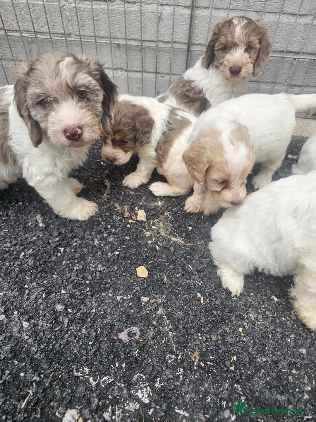 Cockapoo dogs for sale: Cockapoo puppies 🐶  - Image 18
