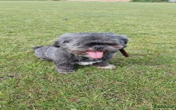 Shih Tzu dogs for sale: Loving cheeky Shihtzu for loving home ❤️ - Image 30