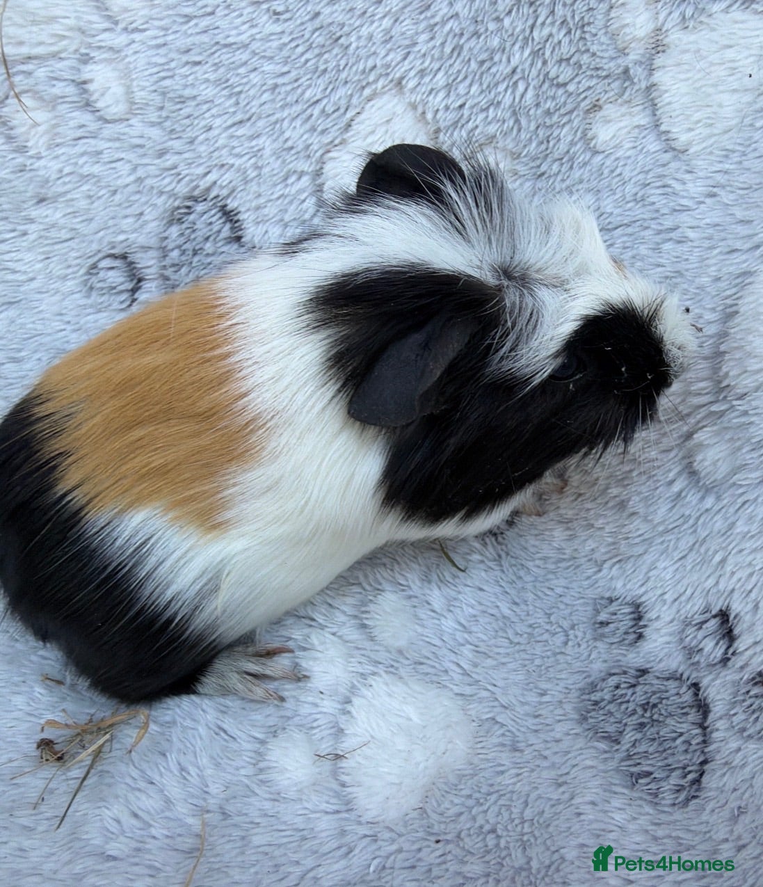 Guinea Pig rodents Baby guinea pigs - Advert 1