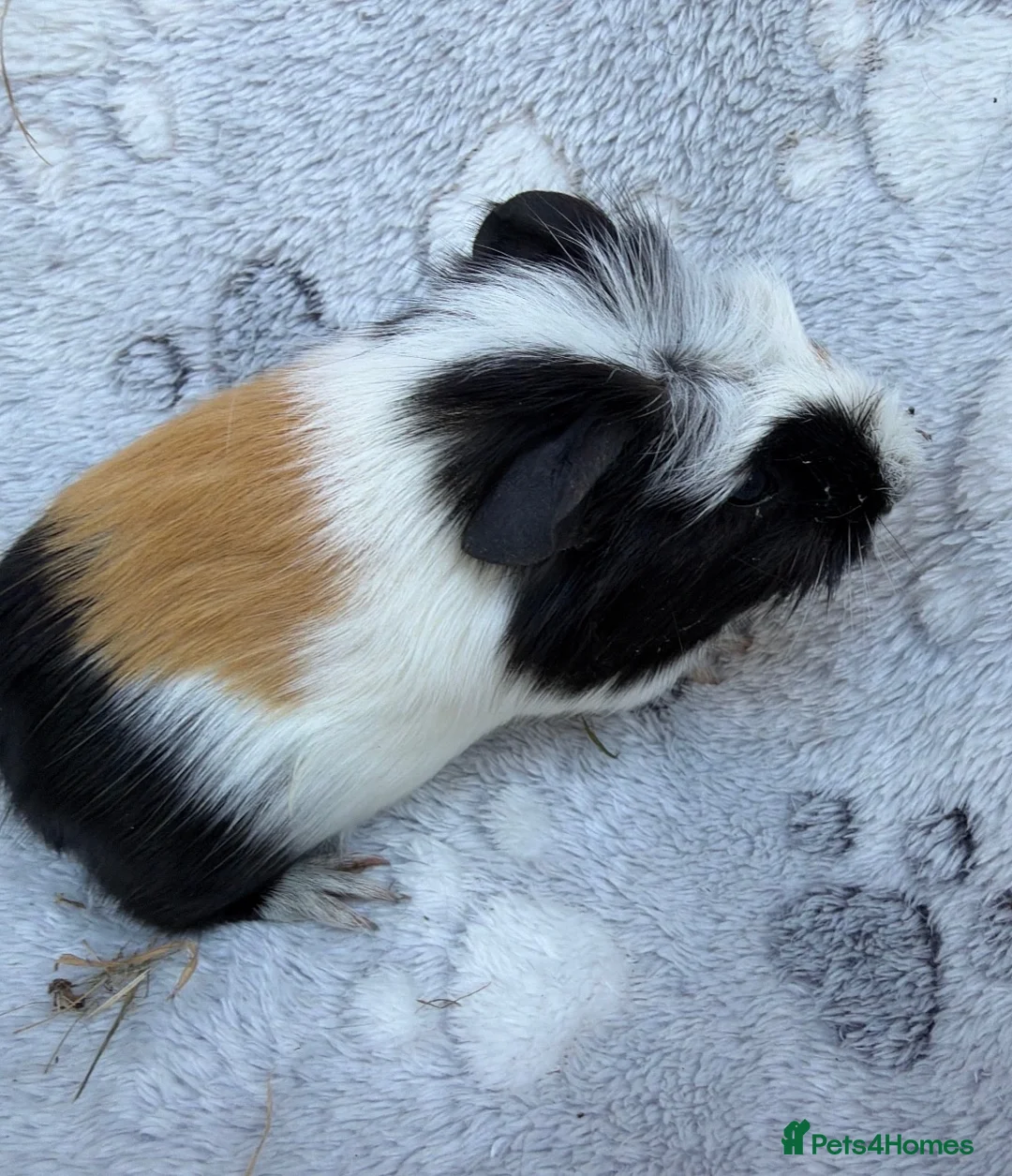 Guinea Pig rodents for sale: Baby guinea pigs - Advert 1