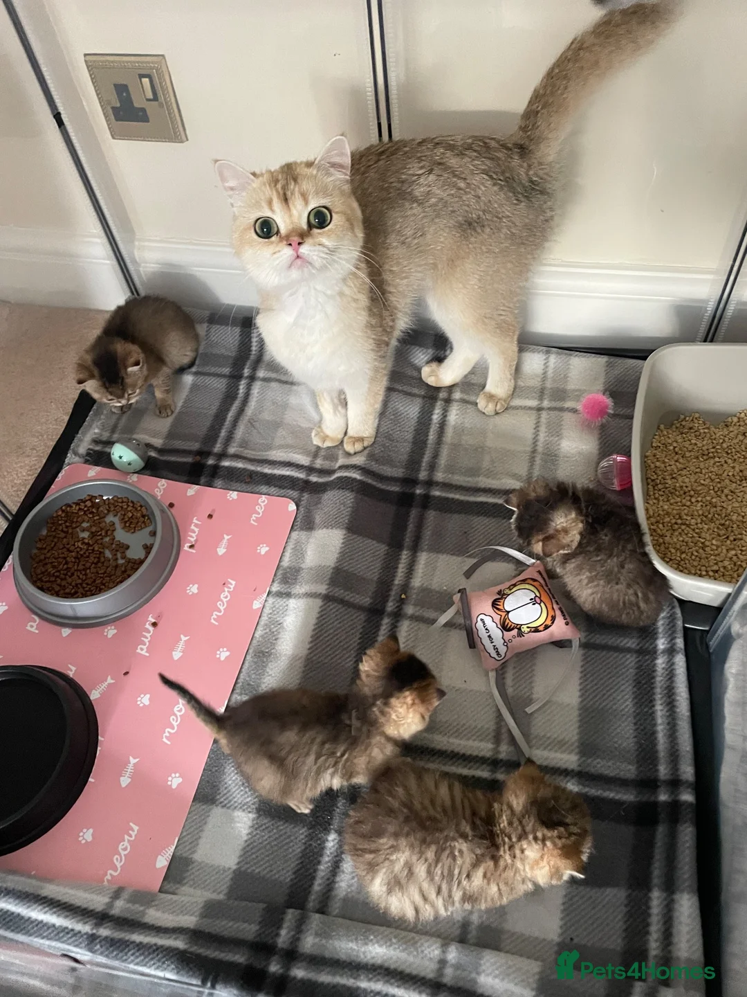 British Shorthair cats for sale: TICA reg black golden kittens  - Advert 2