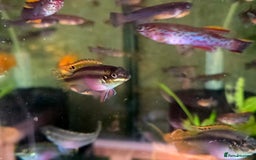 Killifish fish for sale: the fish that are in the photo Read the descriptio - Image 13