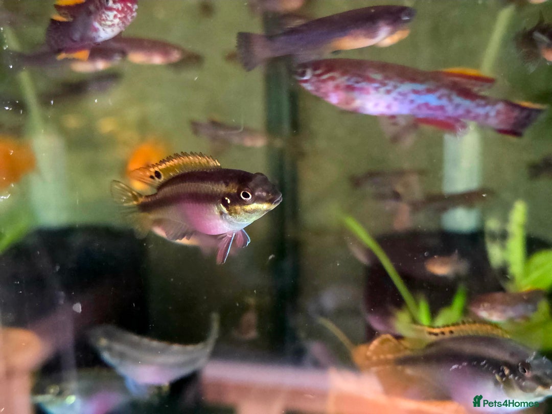 Killifish fish for sale: the fish that are in the photo Read the descriptio - Image 13