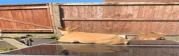 Goats livestock for sale: Goats - Nanny Kid and Whether - Advert 6