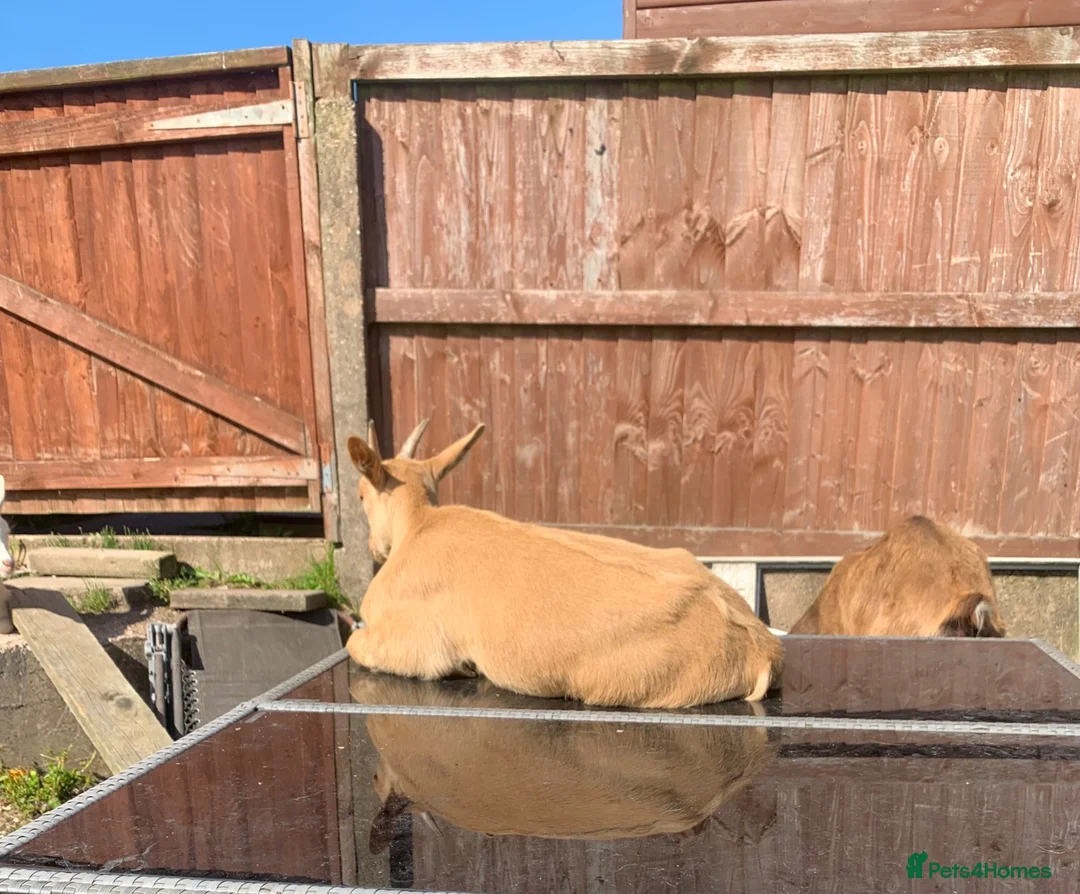 Goats livestock for sale: Goats - Nanny Kid and Whether - Advert 6