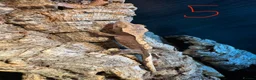 Gecko reptiles for sale: Baby crested geckos in Accrington - Advert 5
