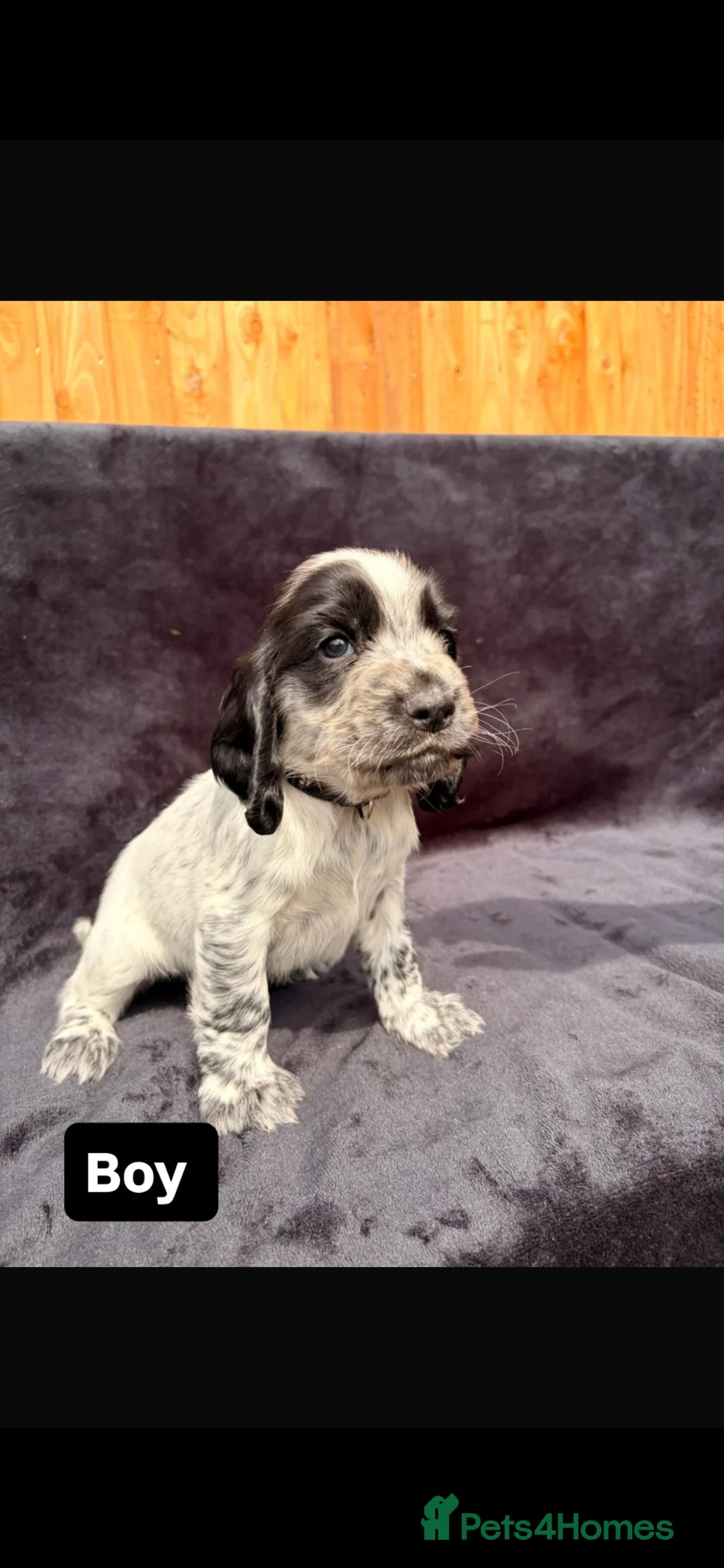 Cocker Spaniel dogs for sale: Show cockers!  - Advert 12