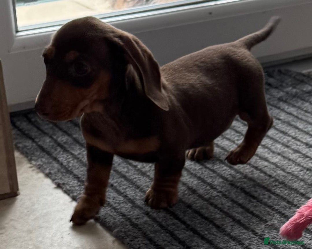 Miniature Dachshund dogs for sale: Beautiful miniature dachshunds ready now 🩷 - Image 10