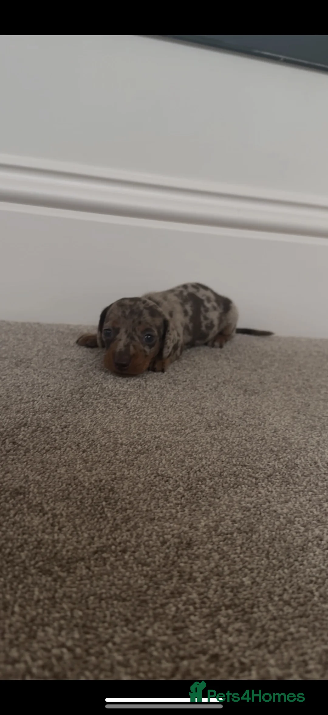 Miniature Dachshund dogs for sale: Miniature daschund puppies - Advert 5