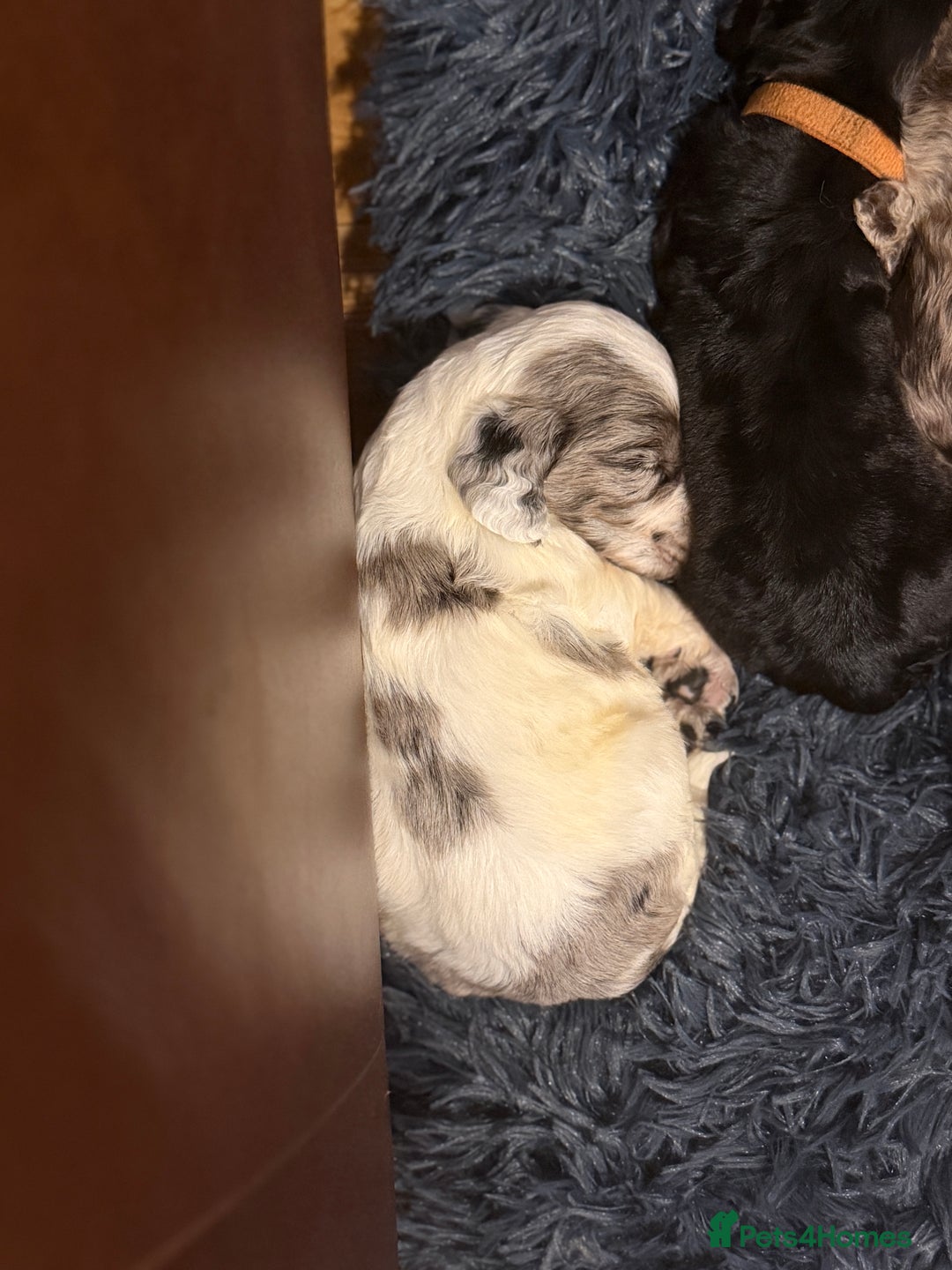 Cocker Spaniel dogs for sale: Cocker Spaniel Merle Puppies  - Advert 21