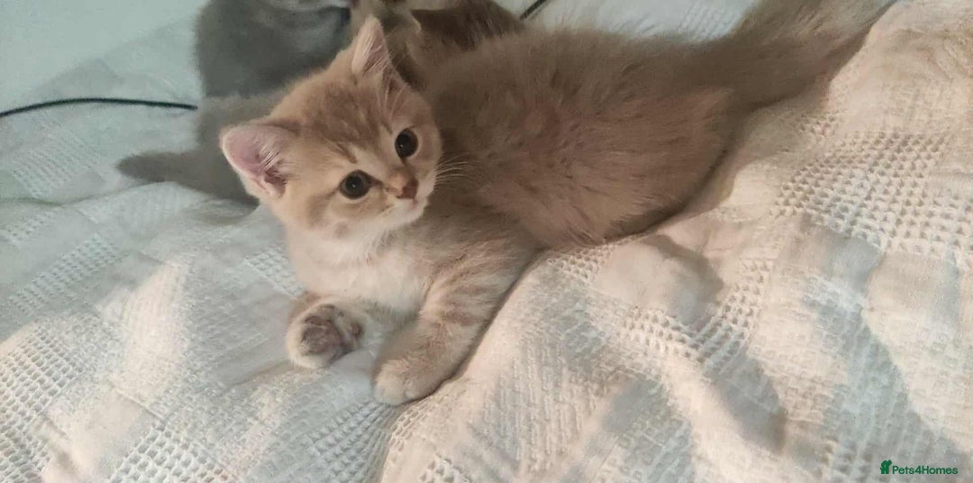 Scottish Fold cats for sale: 🐾 Adorable Scottish Kittens Seeking Loving Homes - Image 9