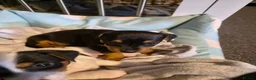 Jack Russell dogs for sale: Jack russell puppies - Advert 8