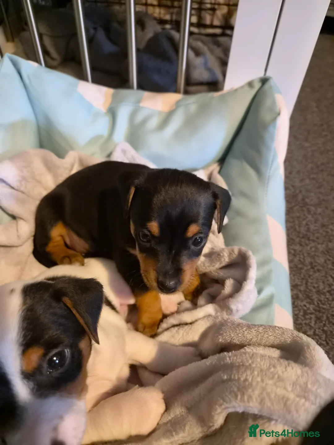 Jack Russell dogs for sale: Jack russell puppies - Advert 8