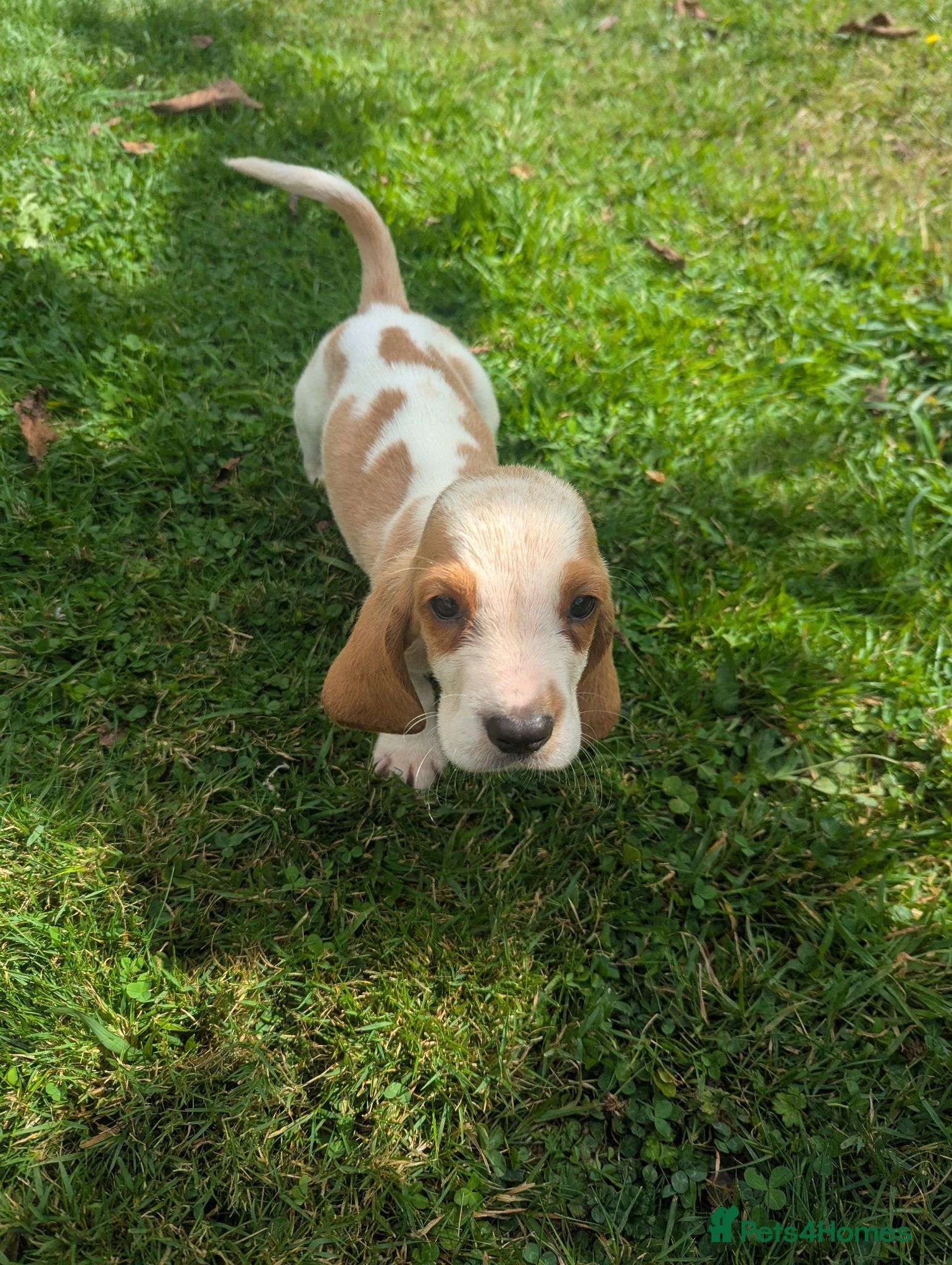 Basset Hound dogs Quality kc basset hound puppies  - Advert 13