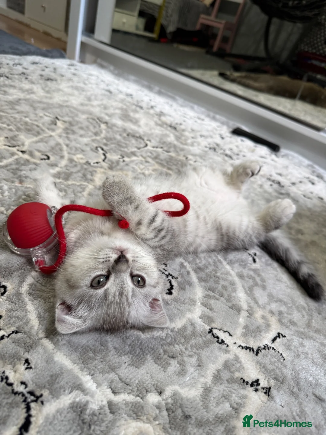 Scottish Fold cats for sale: Adorable Scottish Fold Girl Kitten 8 weeks old E18 - Advert 2