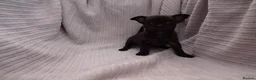 Chihuahua dogs for sale: Short Haired Chihuahua Apple Head KC Reg Puppies - Advert 19