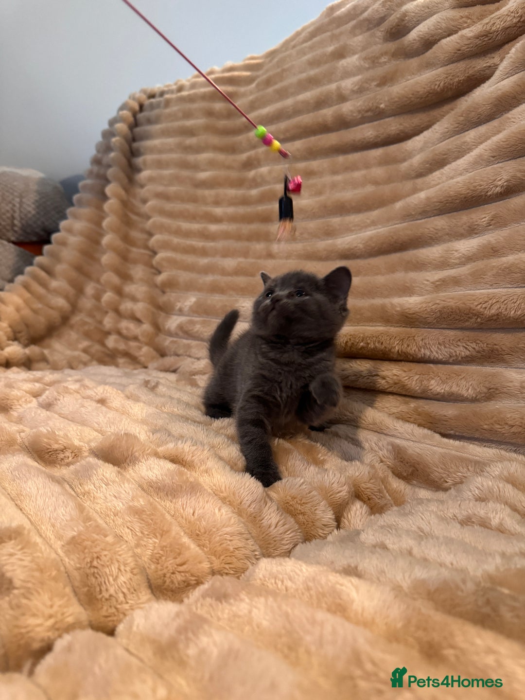 British Shorthair cats for sale: 7 lovely BSH😍 - Advert 7