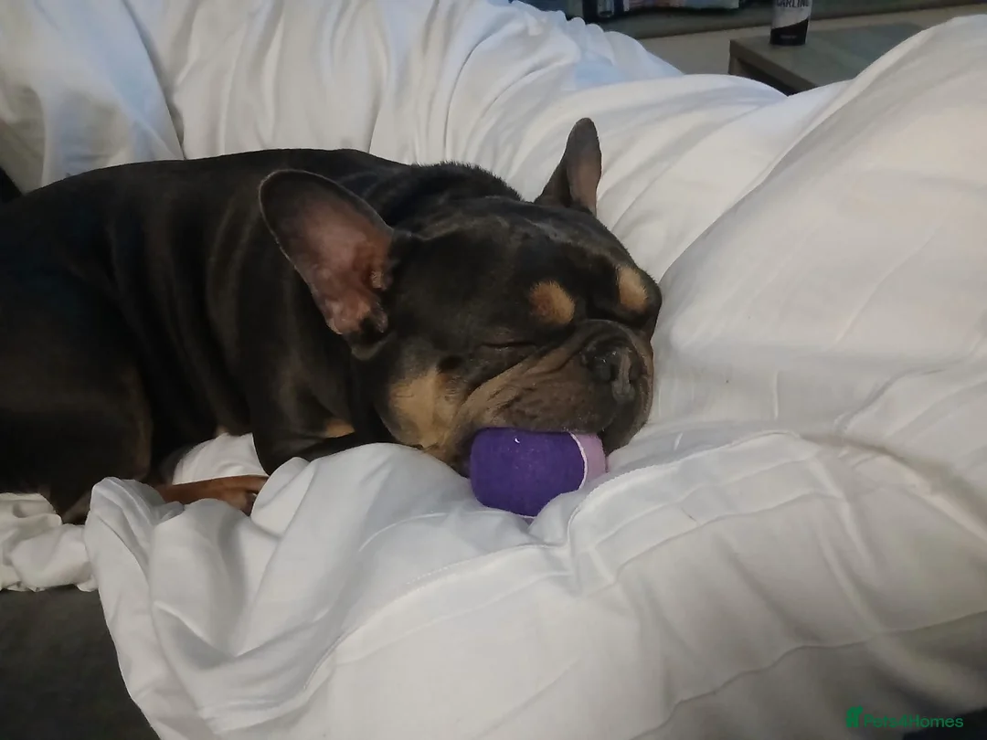 French Bulldog dogs for sale: French bulldog puppies, grey, cream and white in Droitwich - Advert 16