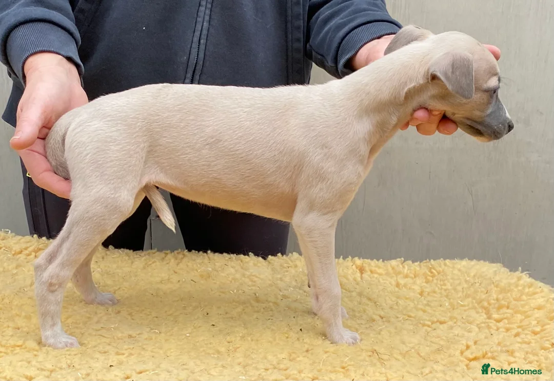 Whippet dogs for sale: Top Quality Whippet puppies - Advert 2