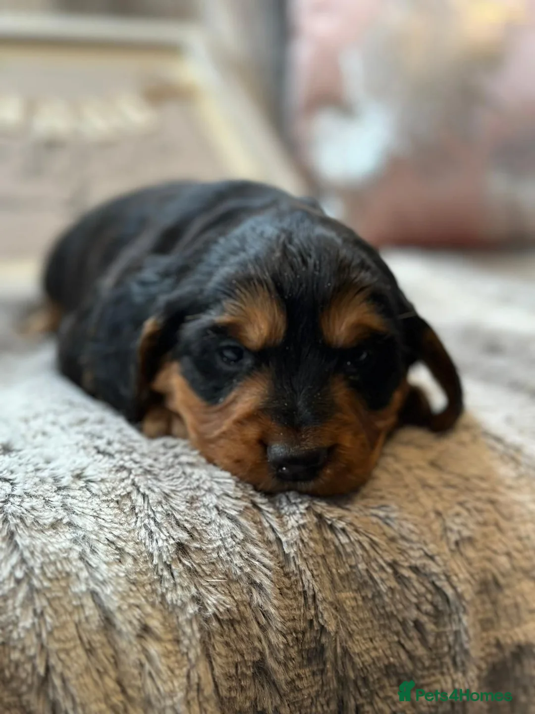 Cocker Spaniel dogs for stud: KC REGISTERED COCKER SPANIEL STUD in Worcester - Advert 11