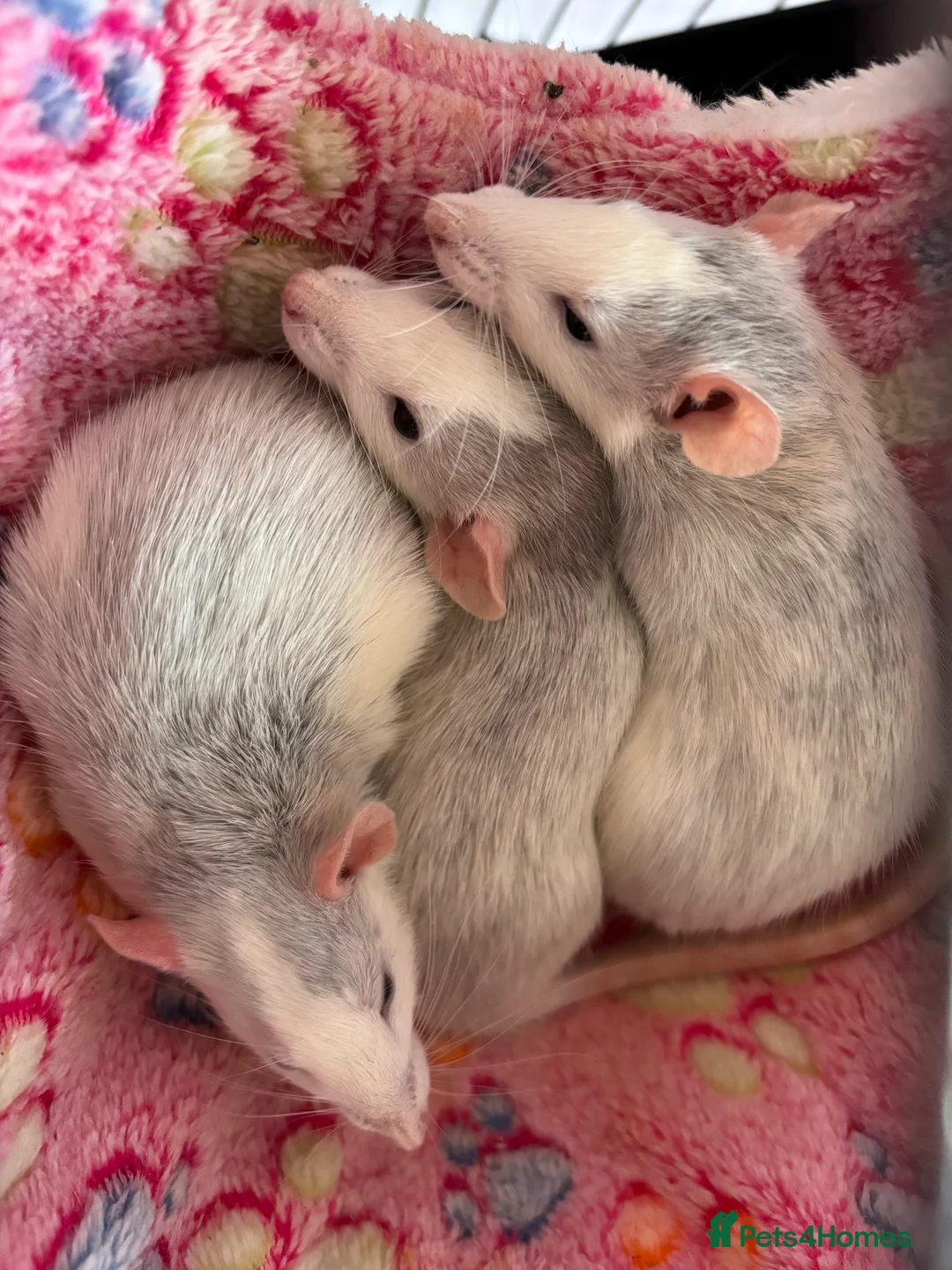 Rat rodents for sale: 3 female dumbo rats - Advert 4