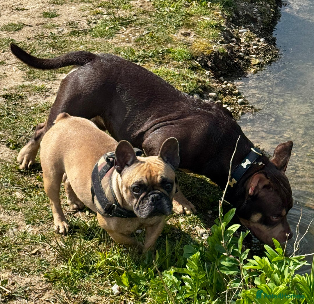 Mixed Breed dogs for sale: French Bulldog x Standard Bully Pups - Advert 13
