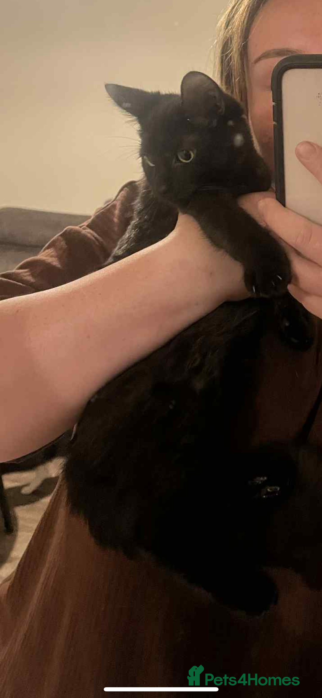 Mixed Breed cats for sale: 1x Black&white female, 1x full black male  - Image 6